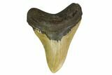 Fossil Megalodon Tooth - North Carolina #146841-1